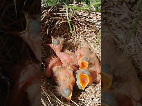 Гнездо на участке #shortvideo #жизнь