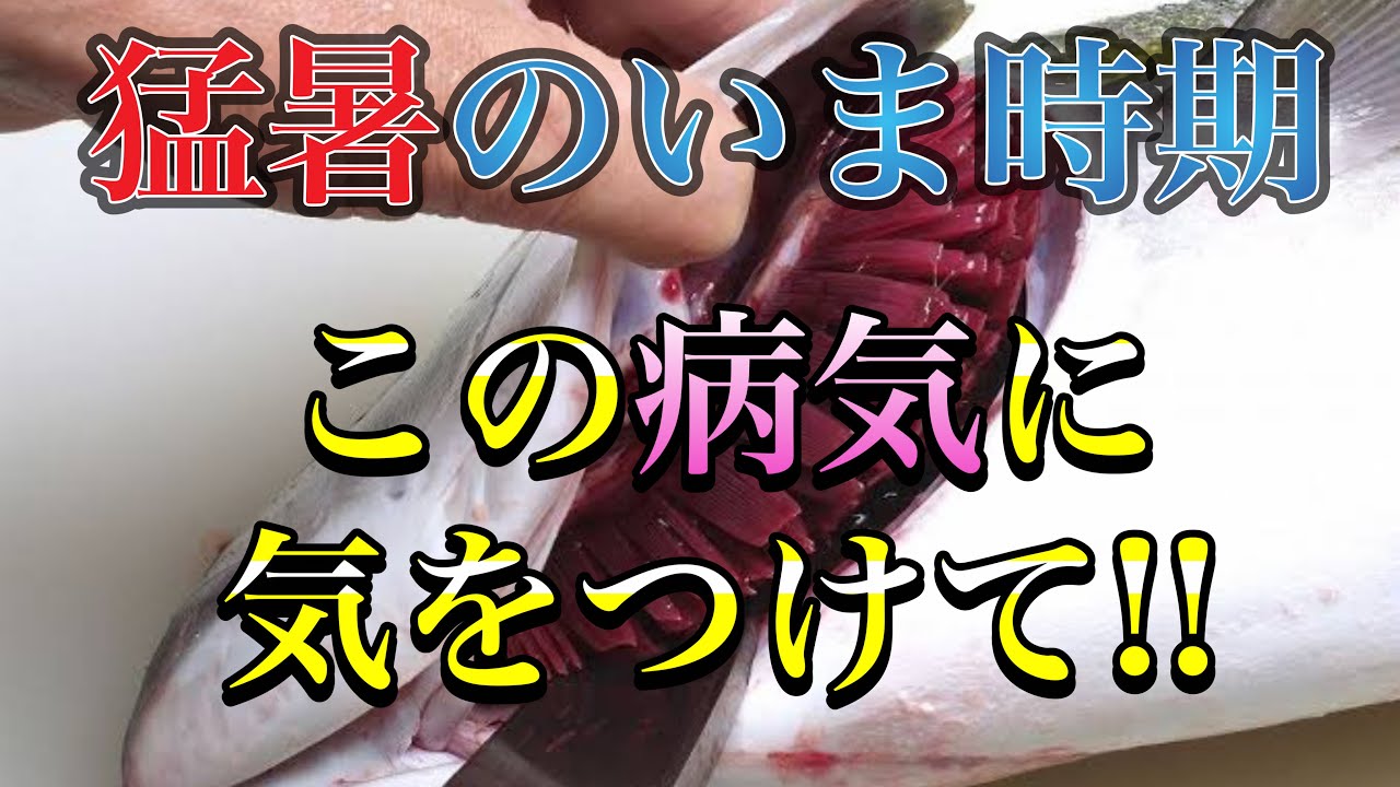 金魚.錦鯉飼育!!エラ病の症状と治し方を再確認して猛暑を乗り越えよ〜。 #金魚 #錦鯉 #玉サバ 
