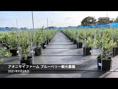 アオニサイファーム ブルーベリー観光農園&カフェの紹介動画サムネイル
