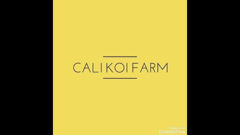 Chép nhật đuôi phụng size mini của Cali Koi Farm 4/11/2019