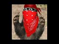 Honey Badger , A fearless Animal | thug life #shorts