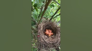 Finally 3 new baby chicks of Long tailed shrike Day 1
