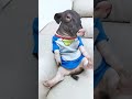 不给糖的猪大哥 有趣的宠物 不给糖的猪大哥 有趣的宠物