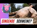 Singende Schweine? Ja sicher: Loki beweist es ;-)