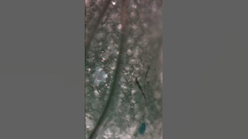 Cucumber Under the Microscope . Hidden Details Revealed