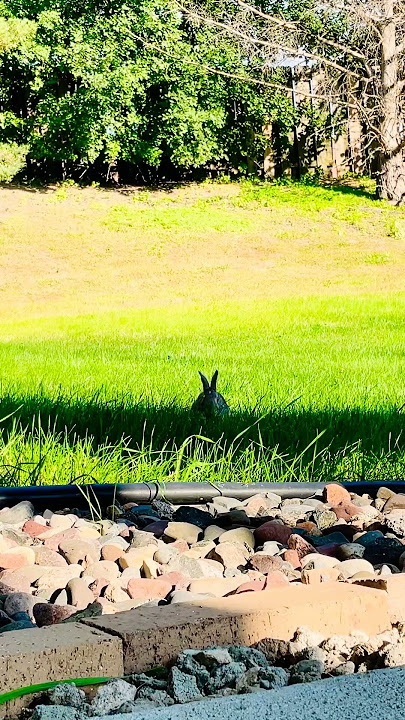 Happy bunny 