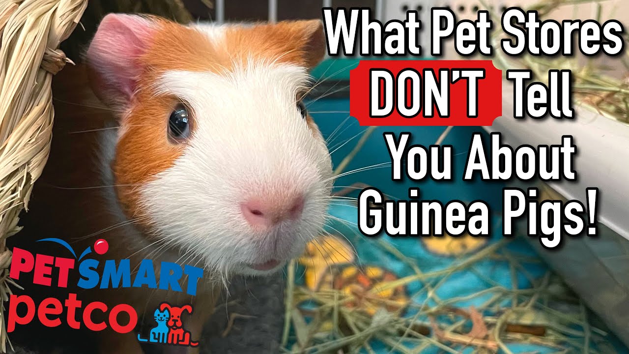 What Pet Store Employees Don’T Tell You About Guinea Pigs! Ft. Piggie Time