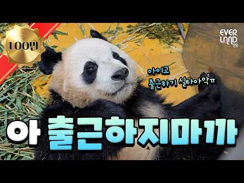 방금 눈 감았는데 왜 벌써 아침이야｜#판다와쏭 #240