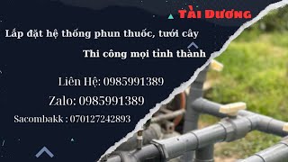 Bàn Giao 70 gốc, cây gắn 4 bét phun cho anh Út ở Phú An, Cai Lậy SDT:0985991389