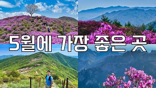 5월 놓치면 안되는 곳 Best 7 | 5월 산행지 추천 | 황매산, 소백산, 바래봉, 설악산, 서리산