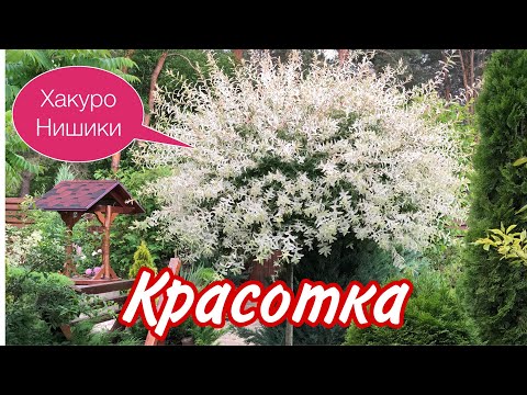 ИВА Хакуро Нишики. Самая красивая в САДУ. Яркий АКЦЕНТ.#ивахакуронишикивыращиваниеуход#красивыйсад