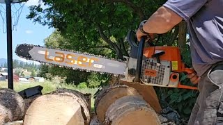 Archer Titanium vs Archer Full Chisel First Cuts #chainsaws #stihl #chainsawman #archeraustralia