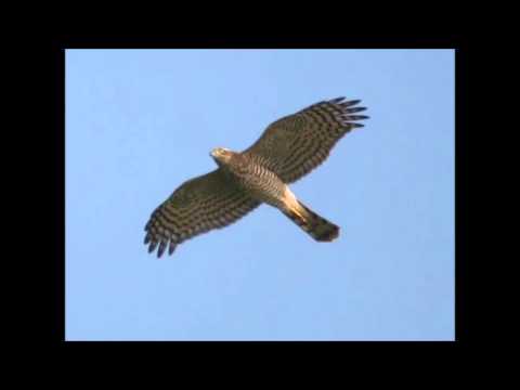 მიმინო (თბილისური ისტორია)