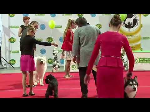 Video: Global Pet Expo: šunų spalvos padeda atrasti savo šuns asmenybę