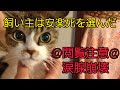 安楽死?保健所へ連れていかれる~19歳の老猫を助けた人は…