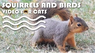 Cat Tv - Squirrels And Birds! Videos For Cat To Watch.