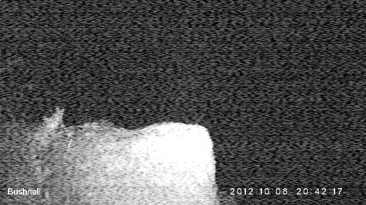 camera iphone 8 plus apk WildTees otter