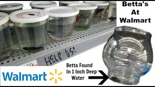 Betta Fish At Walmart