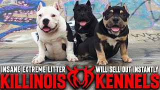 AMERICAN BULLY PUPPIES FOR SALE FROM THE WORLD FAMOUS KILLINOIS KENNELS!