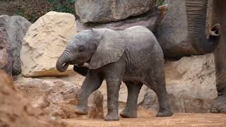 Makena, la primera cría de elefante nacida en BIOPARC Valencia, cumple 3 meses 🐘😍