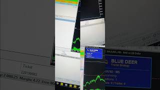 Blue deer EA #algorithmictrading #trading #automatedtrading #expertadvisor #forex#EA
