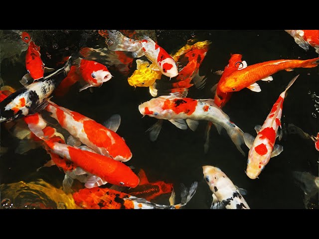 9 Fun & Interesting Facts About Koi Fish class=
