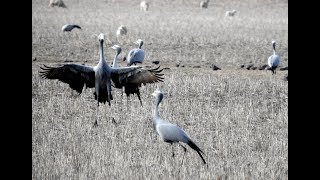 Blue Crane -  Filmed by Greg Morgan