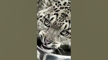 Snow Leopard Ling Xiaozhe Q&A and Habitat Renovation Update #wildlife #wildanimals #snowleopard