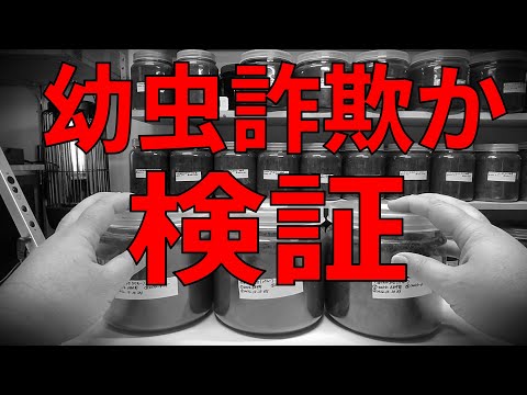 ジャンク扱い冷やし虫家現状渡し説明欄必読 I Tried Verifying If the Larva I Won on Yahoo Auctions Was a Scam
