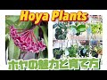 観葉植物】ホヤ植物の魅力と育て方！吊るしてオシャレな植物！ #garden
