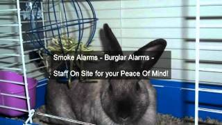 Boarding A Cat Calimesa 951-849-1492 Four Paws Inn 3500 W. Ramsey Banning Ca. 92220