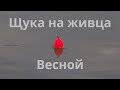 Ловля щуки на живца после схода льда