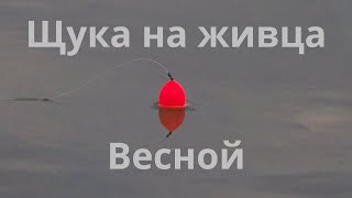 Ловля щуки на живца после схода льда