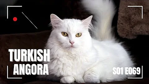 Video 10240021: cat breed turkish angora, pet cat breed, domestic cat breed