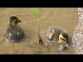カルガモ 雛たち Grey duck chicks 5月下旬 空屋根FILMS#209 野鳥FHD