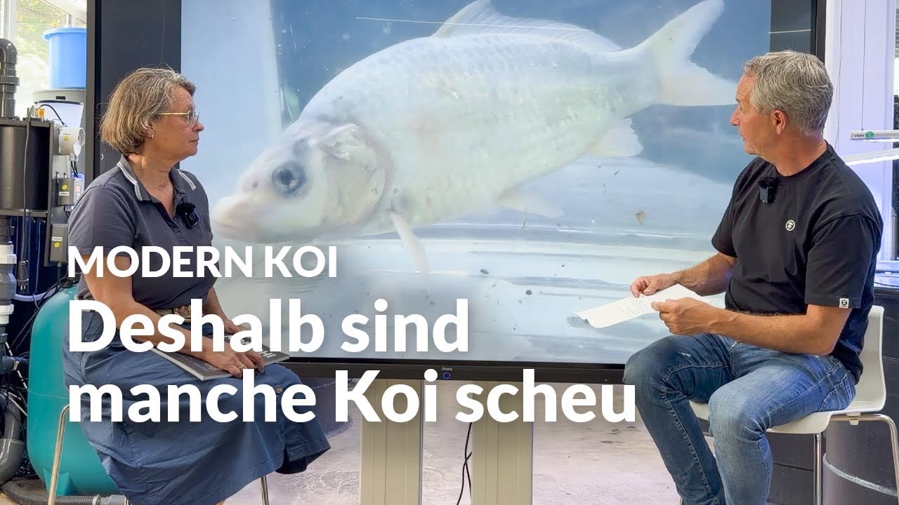 Weshalb sondert sich mein Koi ab und frisst schlecht ? | Modern Koi Blog #8162