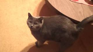 2013 07 30 Econcat88 emerges after a nearly 3 year video hiatus