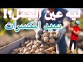 ليه عين الجمل سيد المكسرات 