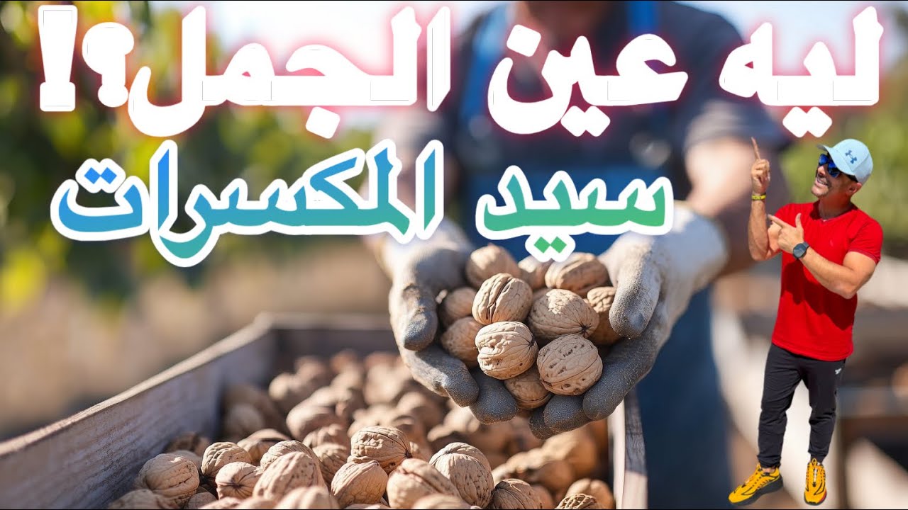 ليه عين الجمل سيد المكسرات؟
