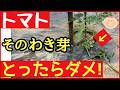 【トマト栽培】最初にコレ取ると収穫量が激減する!長~くたくさん収穫する正しいわき芽の取り方~初心者も分かるとまとの育て方~