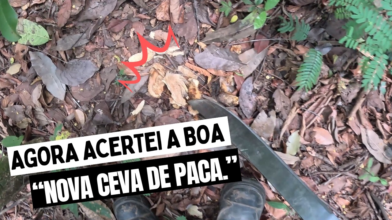 A ceva de paca deu muito resultado. ACERTEI A BOA.