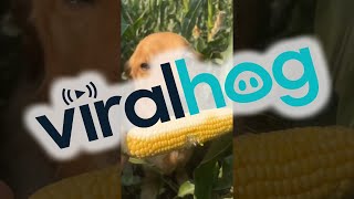 Golden Retriever Loves Corn || ViralHog