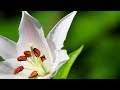 Morning Relaxing Music - Piano Music, Stress Relief, Massage, Study (Paul)