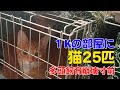 【１Kの部屋に猫２５匹】大阪・多頭飼育崩壊寸前の部屋…大人２人暮らし＃２２
