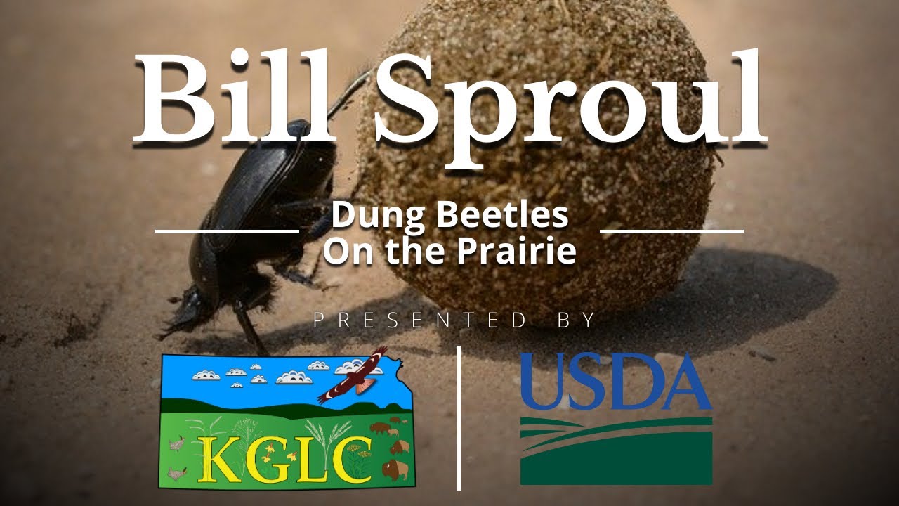 Kansas Ranching: Dung Beetles On The Prairie by Kansas Grazing Lands  Coalition & USDA NRCS