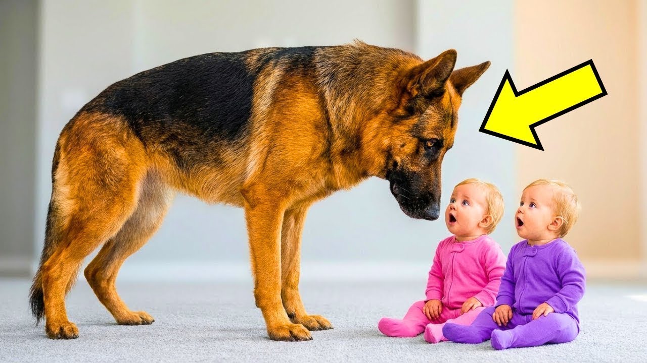Ohne dieses Video würden wir nicht glauben, was dieser Hund Zwillingsbabys angetan hat!