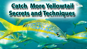 Yellowtail Snapper Fishing Secrets and Techniques