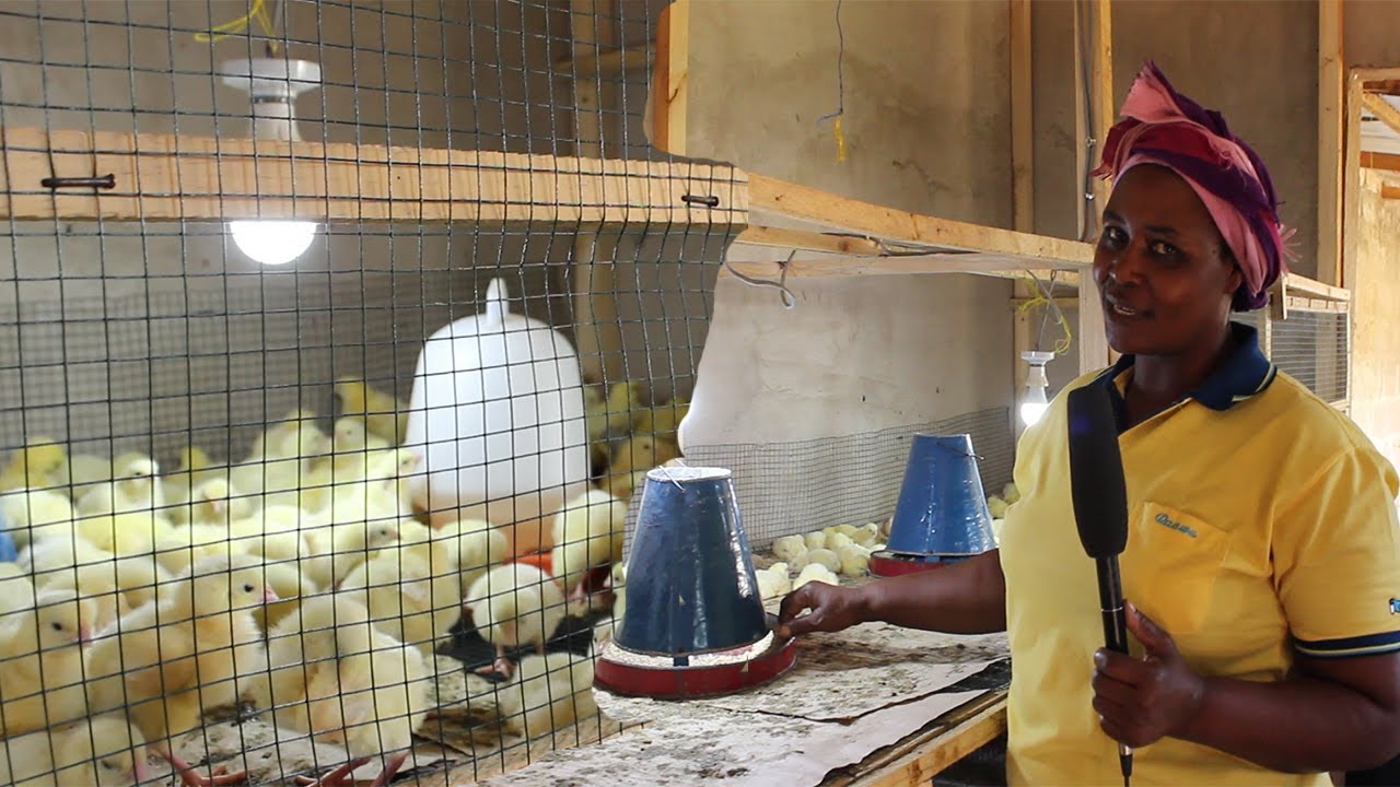 Dada Mfugaji Anaelea Vifaranga 500 Katika Chumba Kidogo., Anatumia Cage aliyotengeneza Mwenyewe