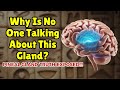 Midbrain Activation & Pineal Gland: Science, Myth, or Suppressed Truth? | The Third Eye