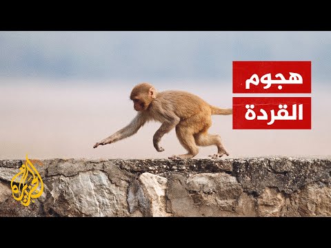 قردة غاضبة تهجم على عشرات المدنيين في اليابان